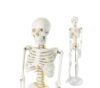 1/2 Life-Size Mini Human Skeleton Model for Anatomy 85 cm,1pcs