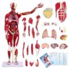 1/2 Life-Size Muscular Model - 31.5IN Human Anatomy Muscle Model, 27 Detachable Parts, 347 Parts Indicator Signs - for Teaching Educational Display
