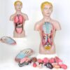 13 Part Detachable Human Torso Anatomy Model for Classroom Teaching