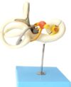2-Part Detachable Enlarged Inner Ear Labyrinth Anatomical Model, Semicircular Canal & Auditory Internal Structure Display for Anatomy Classroom Teaching