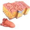 2-Part Magnified Human Tongue Anatomical Model, Taste Bud & Oral Tissue Structure Display Aid for Anatomy Classroom Study & Demonstration