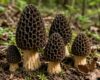 22Day Seeds: Black Morel Mushrooms Spores/Morchella elata for Planting