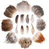 240pcs 8 Styles Natural Mixed Color Craft Feathers - Bulk Dream Catcher Supplies for Jewelry Making, DIY Home Decor, Party & Wedding Decoration