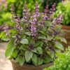 2500+ Seeds Ornamental Holy Basil Tulsi