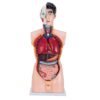 33-in Human Torso Model - Male Torso Anatomy Model, with 19 Removable Organs, Hand-Painted, Accurate Structure - for Teaching and Education Display