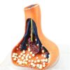 3D Enlarged Synapse Neuron Anatomical Model