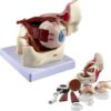 3X Magnified Human Eyeball Anatomical Model with 10 Detachable Parts, Display Cornea Iris Lens & Vitreous Body for Anatomy Class Teaching Display