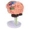 4D Anatomical Brain Assembled Model, Human Brain Simulation Model, Clear Structure Brain Model for Anatomy Learning and Medical Education with Base, Manual,