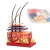 4D Hair Layer Skin Structure Study Model, 19-Part Detachable