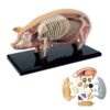 4D Pig Anatomy Model, Pig Skeleton Model Anatomy Model, Detachable