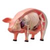 4D Pig Dissection Model DIY Educational Toy Gift Educational Teaching Equipment Pig Organs and Body Parts Learning for Kids