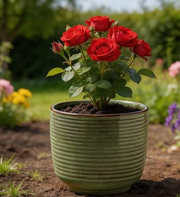 JINNTHE 6 Inch Ceramic Planter Pot