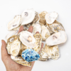 QICQDRAM 20PCS Flat Oyster Shells 2-3″ Small Natural White Shells for Crafts, Home Vase Filler, Xmas Ornaments, DIY Arts and Crafts