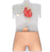 Adult Medical Simulation Model for Femoral Cannulation Practice, 1:1 Scale with Heart and Cardiovascular System for Nursing and Medical Education