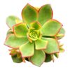 Aeonium Kiwi Live Pink Yellow Plants Wedding Planter Favor Gift | Healthy Unique Pink Succulents for Home Office Decoration | Wedding Gifts Ideas (2'' + Clay Pot)