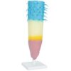 Anatomical Plant Root Anatomy Model Biology Teaching Aid for Science Laboratory and Classroom Demonstration Science Classroom Display Model