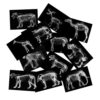 Animal X-Ray Set, Educational Science Kit, Light Table Accessory for Children (Wild Animals)