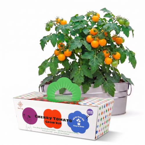 biilog Yellow Cherry Tomato Grow Kit, Dwarf Tomato Plant Growing Kit with Metal Planter, Coconut Coir Medium & Tools, Indoor Vegetable Garden Kit for Kitchen Countertop, Patio & Home