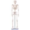 breesky 33.4” Human Skeleton Model for Anatomy Study: