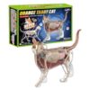Cat Skeleton - Anatomy Model 4D Veterinary Learning Tool