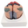 Cerebral Cortical Partitioning Model - Human Brain Anatomy Model, 8 Detachable Parts, with Colored and Numbered Regions - Includes Base, Detailed Product Manual