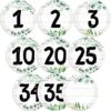 Chinco 40 Pieces Eucalyptus Laminated Numbers Cutouts Line up Spots for Classroom Decor, Blank and 1-35 Greenery Number Cutouts with 40 Adhesive Glue Point Dots, Bulletin Board for Back to School
