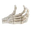 Chiyyak Halloween Skeleton Hands, Lightweight Hand Bone Model with Anatomical Structure for Medical Teaching Tool Decor