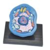 Chosertory Anatomy Model Biology Science Kit for Study Classroom Learning Display