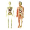 Chosertory Human Body Model Skeleton Model Removable Parts Learning Tool Suitable for Physiology Students Science Classroom Home Education