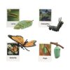 Chosertory Realistic Life Cycle Toy, Early Education, Animal Growth Cycle Figures for Preschool, Butterfly