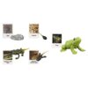 Chosertory Realistic Life Cycle Toy, Early Education, Animal Growth Cycle Figures for Preschool, Frog