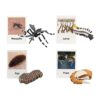Chosertory Realistic Life Cycle Toy, Early Education, Animal Growth Cycle Figures for Preschool, Skeeter