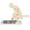 Correct Lifting Model Human Weightlifting Spine Force Demonstration Model