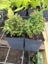 Crown of Thorns Live Plant with Pink Flowers, 2 Pack