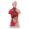 Cryfokt Human Body Model, 15 Piece Anatomy Physiology Study Tools with Detachable Organs for Medical Student Learning