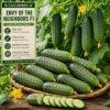 Cucumber Envy of the Neighbors F1 Seeds – Hybrid Variety for Planting