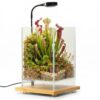 Desktop Glass Plant Terrarium with Grow Light (5.9" x 5.9" x 9") & Bamboo Base, Enclosure Kit with Watering Bottle for Carnivorous Plants, Venus Flytrap, Moss & Betta Fish, Home Office Decor