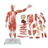 Detachable 27 Parts Human Body Muscle Model with 375 Digital Signs and Internal Organs, 80cm/31.5in High Muscle Distribution Model for Biology Classroom Instruction