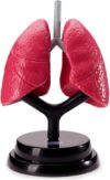 Detachable Human Internal Organ Anatomy Model Lung Medical Teaching Aid