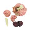 Domary Anatomical Human Brain Model for Education Colorful Plastic Assembled Teaching Tool 1pc