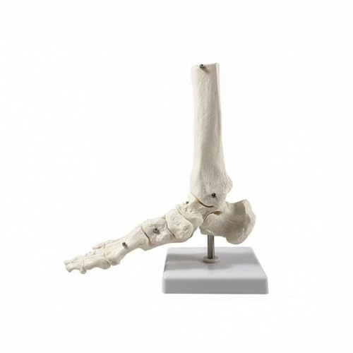 DuskHaven Human Skeletal Joint Model Bone Model with Detailed Ligaments and Muscle Attachment Points in PVC Construction Suitable for Classroom Teaching Medical, Foot Wo Ligament