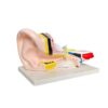 Ear Structure Demonstration Model, Sectional Human Ear Anatomy Display with Color Coded Layers, PVC Tabletop Teaching Model for Training Explanation Anatomy Teaching Human Cutaway View Sectional PVC