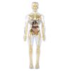 Educational Human Body Anatomy Model Clear Anatomical Human Skeleton Model with Detachable Organs Biology Teaching Tool Exhibition