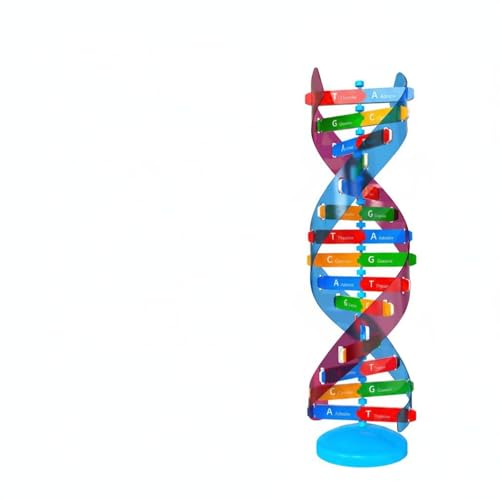 EHJRE Educational Structure Model with Spiral Design Genetics Classroom Display Science Teaching Tool Biology Learning Aid Made of EVA Suitable for Students Teachers Classroom Demonstration