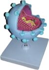 Enlarged HIV Virus Anatomical Medical Teaching Model