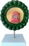 Enlarged HIV Virus Anatomical Structure Model, Microbial Cell Form Display Teaching Aid for Microbiology Classroom Learning & Demonstration