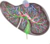 Enlarged Liver Gallbladder Model Human Digestive Visceral Anatomy Teaching