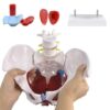 Female Pelvis for Perineum Model - Life Size Female Pelvic Floor Muscle Anatomical Model, with Two Lumbar vertebrae, Removable Organs, Magnetic Mounting - for Teaching, Learning, Display