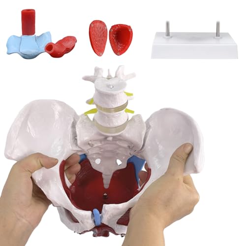 Female Pelvis for Perineum Model - Life Size Female Pelvic Floor Muscle Anatomical Model, with Two Lumbar vertebrae, Removable Organs, Magnetic Mounting - for Teaching, Learning, Display