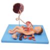 Fetus Anatomy Model - Neonatal Viscera Anatomy Model, Detachable 13 Parts, Baby Manikin with Chest, Abdomen, Internal Organs, Placenta and Umbilical Cord